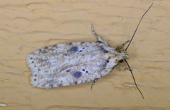 Agonopterix canadensis