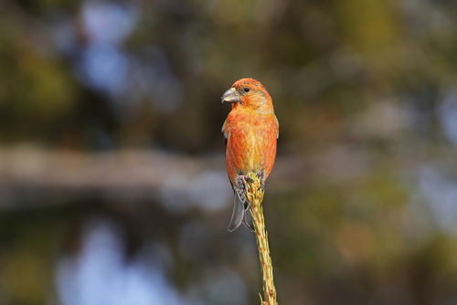 Parrot Crossbill