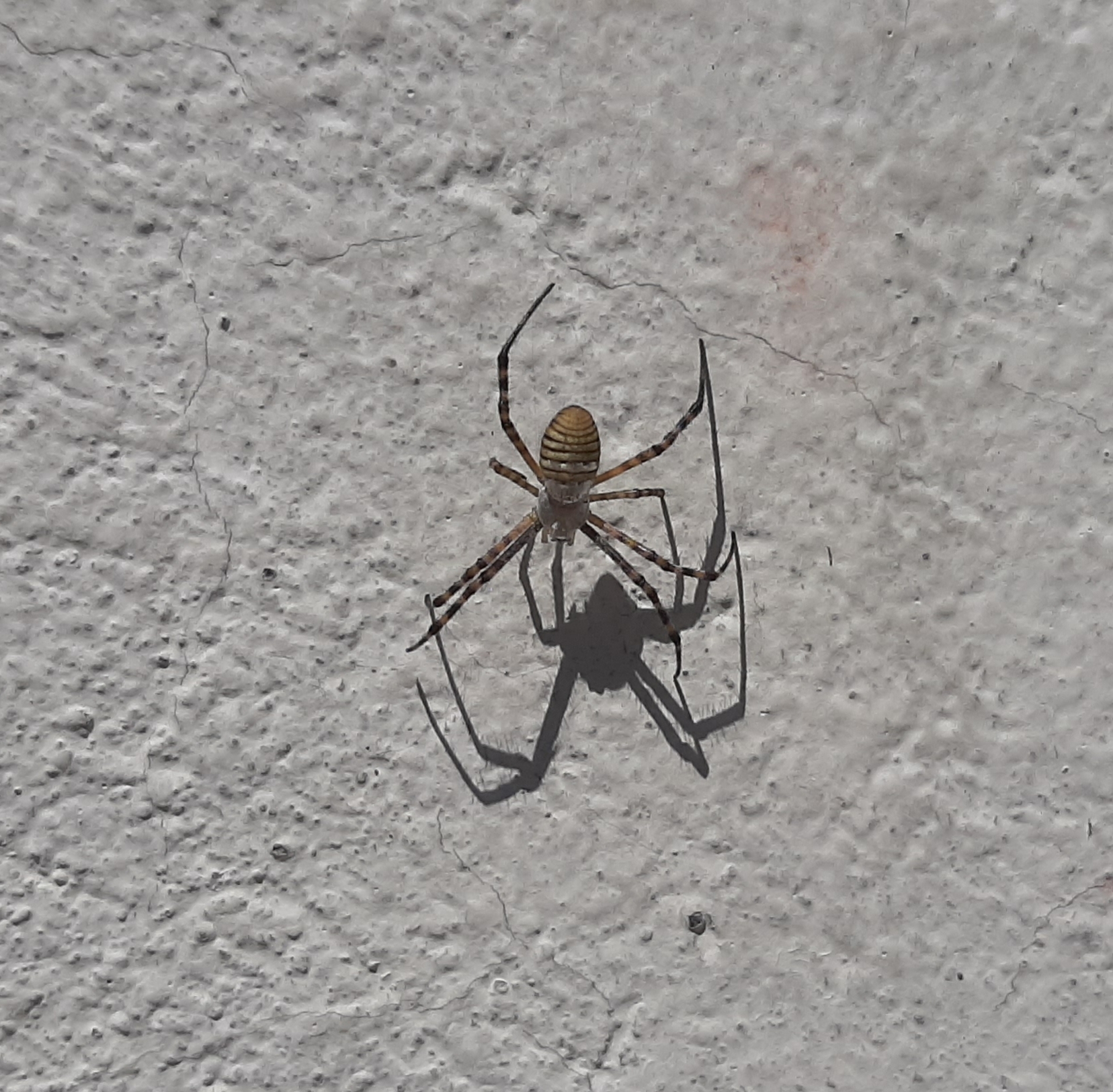 Argiope trifasciata image