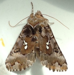 Autographa corusca