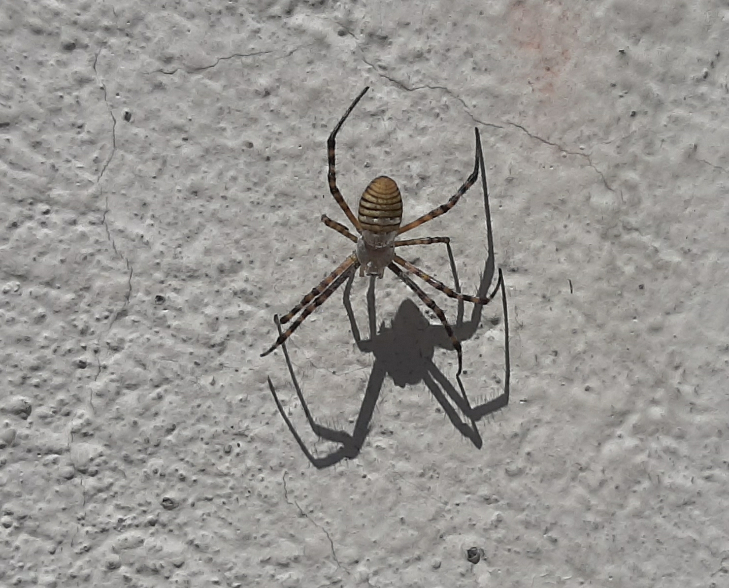 Argiope trifasciata image