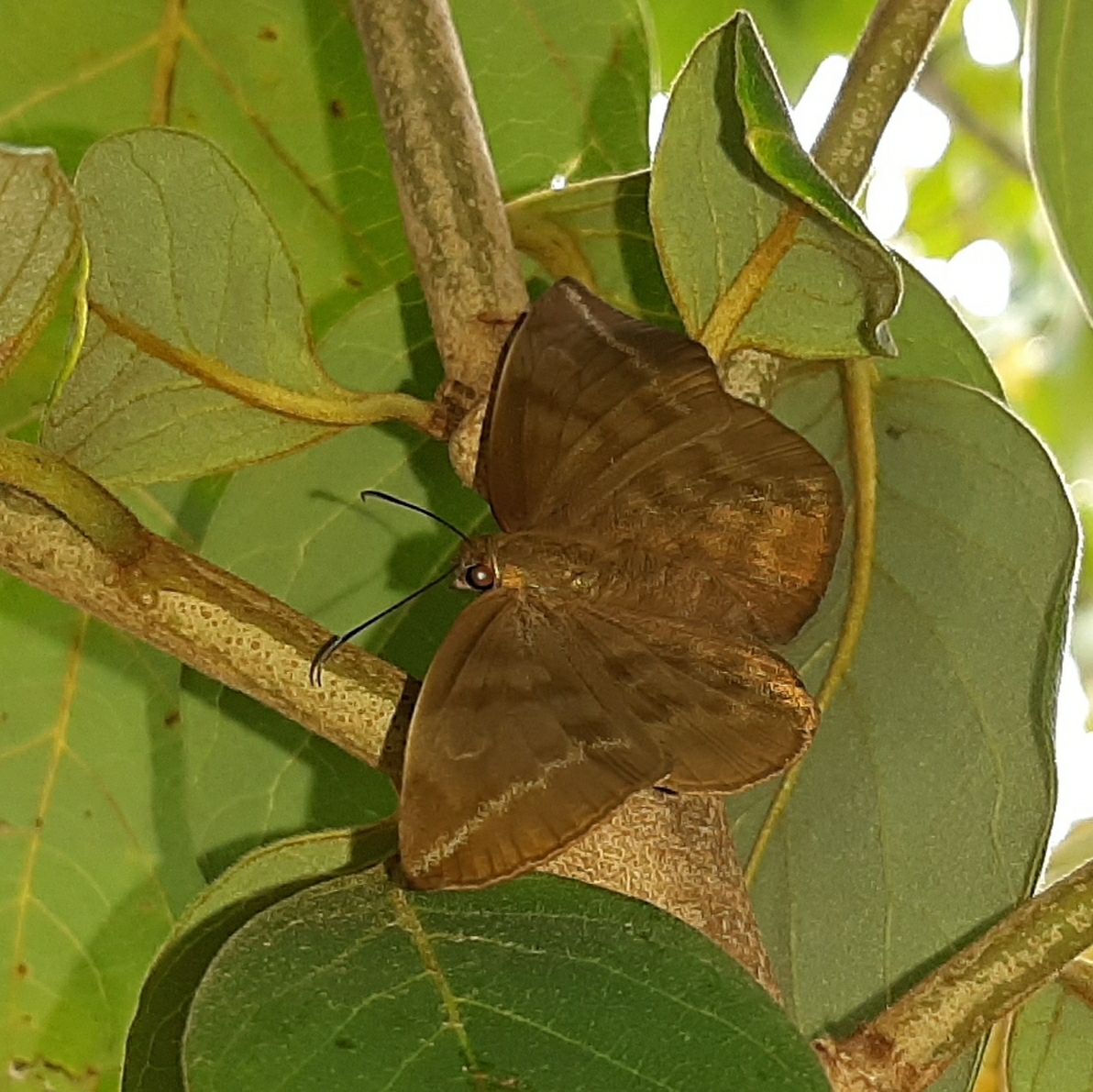 Achlyodes pallida image