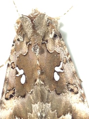 Autographa corusca