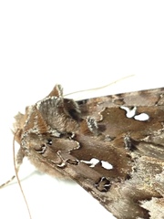 Autographa corusca