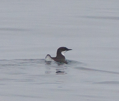 Synthliboramphus craveri