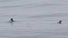 Synthliboramphus craveri