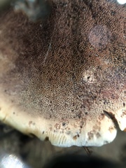 Hydnellum scrobiculatum