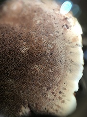 Hydnellum scrobiculatum