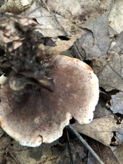 Hydnellum scrobiculatum