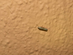 Parapediasia decorellus