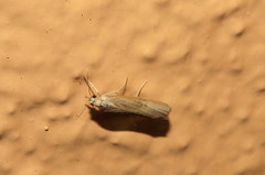 Parapediasia decorellus