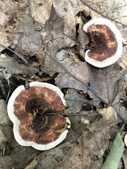 Hydnellum scrobiculatum