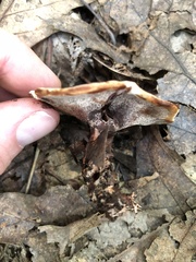 Hydnellum scrobiculatum