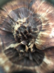 Hydnellum scrobiculatum