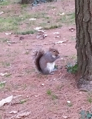 Sciurus carolinensis