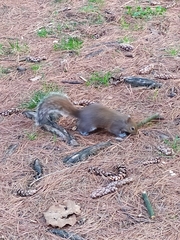 Sciurus carolinensis