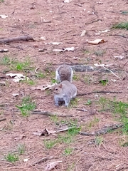 Sciurus carolinensis