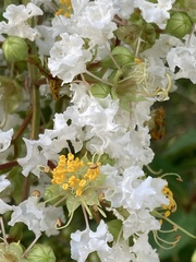 Lagerstroemia