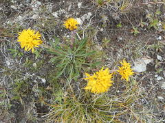 Jacobaea carniolica