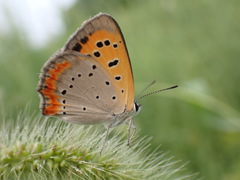 Lycaena phlaeas
