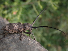 Lamiomimus gottschei