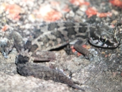 Pachydactylus formosus