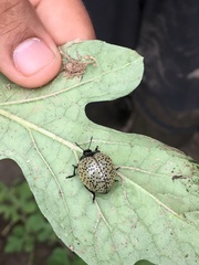 Aegithus burmeisteri