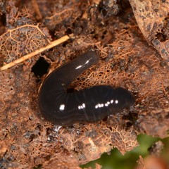 Microplaninae