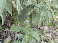 Salvia hirsuta