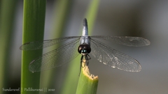 Brachydiplax sobrina