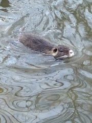 Myocastor coypus