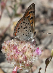Lycaena cupreus