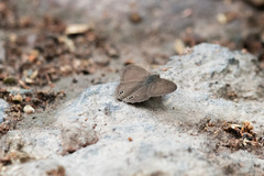Cissia