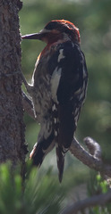 Sphyrapicus ruber × nuchalis