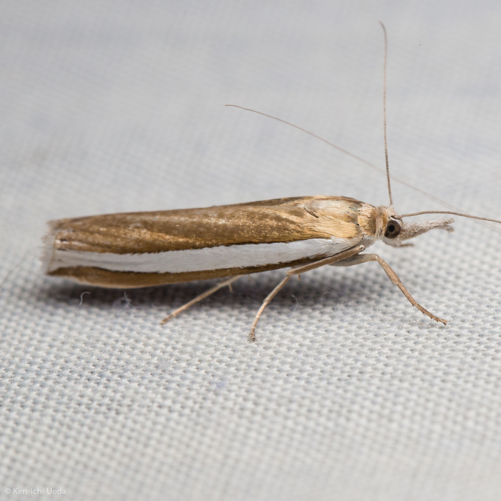 Wide-striped Grass-veneer