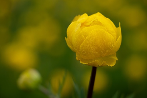European Globeflower