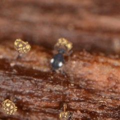 Sminthurinus quadrimaculatus