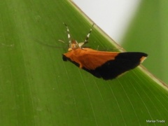 Pyrausta bicoloralis