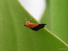 Pyrausta bicoloralis
