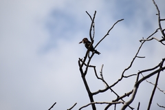 Halcyon smyrnensis
