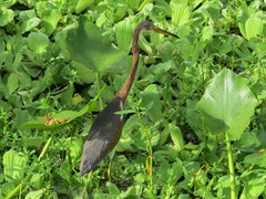 Egretta tricolor image