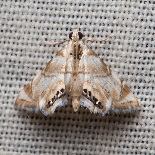 Eoparargyractis plevie photo 3