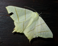 Ourapteryx sambucaria