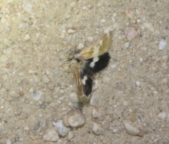 Heliothodes diminutiva