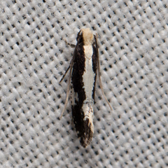 Monopis dorsistrigella