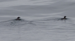 Synthliboramphus craveri