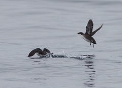 Synthliboramphus craveri