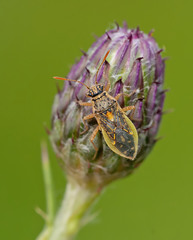 Brachycarenus tigrinus