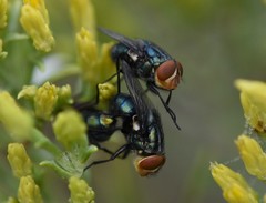 Cochliomyia
