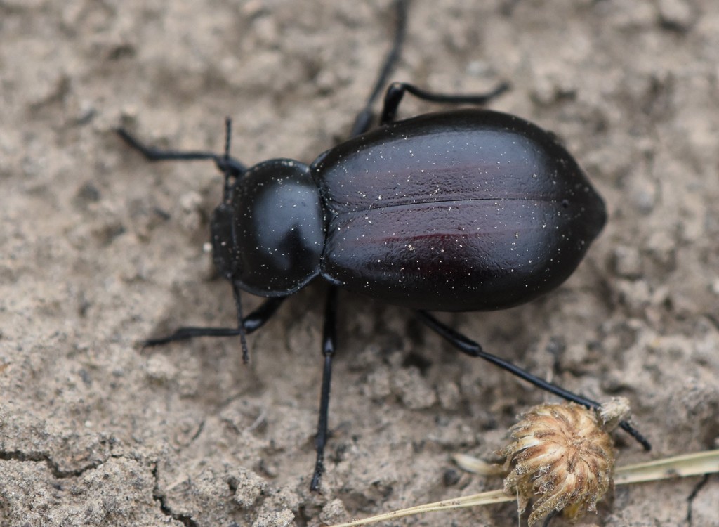 Stenomorpha convexa